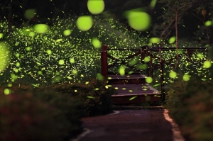 夏夜奇蹟‧螢光飛舞 by HERO