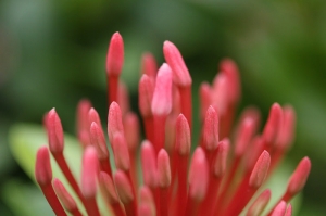 Canon EF-S 60 mm F2.8 USM macro 首次開砲