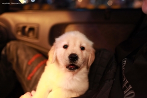 SUGAR，不要在那邊裝無辜喔 !