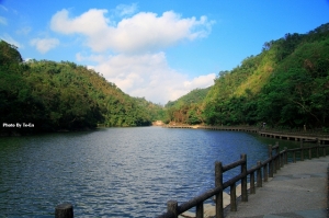 長埤湖櫻花開