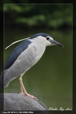 大安森林公園隨拍