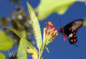 0813生態微距-蝴蝶篇