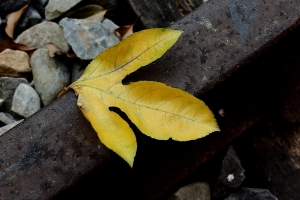 扇形車庫 by 攝工