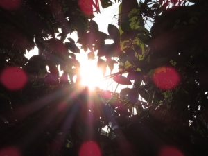 [SX50HS]貓空遊玩練習建築物與各種模式練習