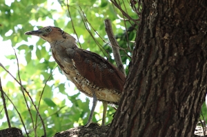 請問這是什麼鳥?