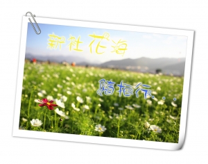 新社~波斯菊花海