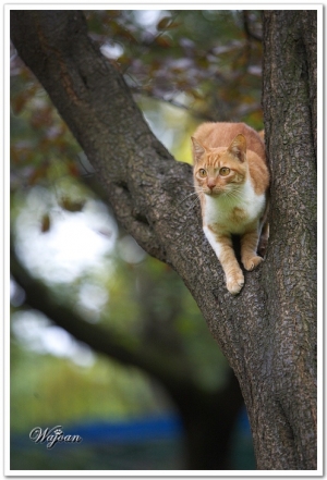 一隻名叫china的貓