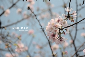 天元宮。櫻花。