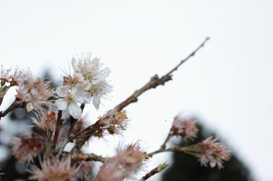 2012.03.02~03.03 阿里山賞櫻去