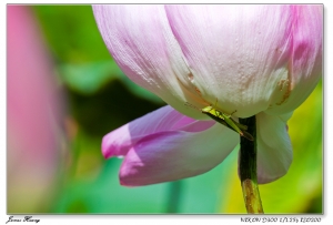 農改場麥克洛。20090726台大農改場