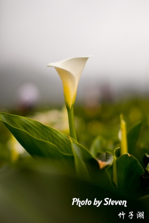 還是很擠的竹子湖採海芋
