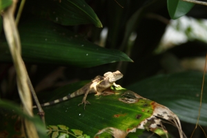 暑假的木柵動物園
