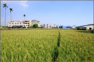 TC-Wang~~翠綠....麥田