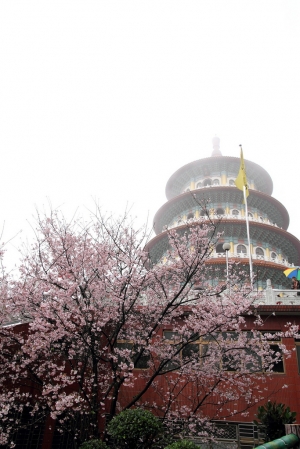2012 天元宮櫻花