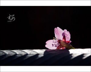 ::: Cherry Blossom 櫻 by DV :::