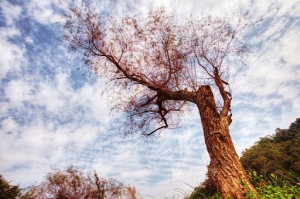 苗栗三義鄉 德興池畔