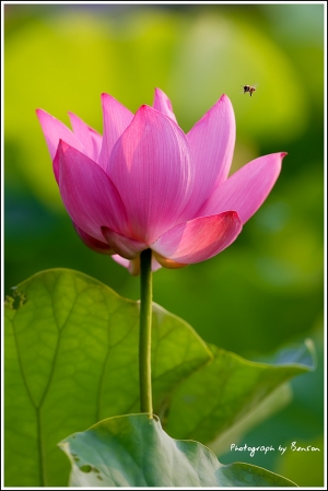 荷日君再來@Benson