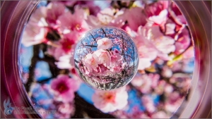 陽明山平菁街櫻花．宙玉