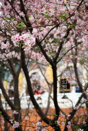 戀之花