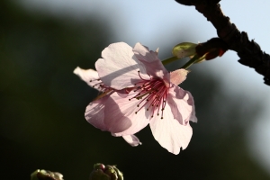 ++ 索羅門 新竹麗池公園~初開的河律櫻 (100mm) ++