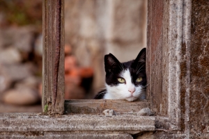 再訪侯硐看貓貓