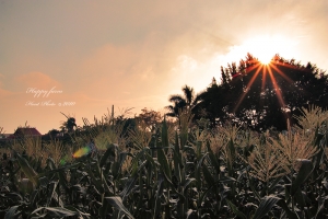 『 開心農場 』