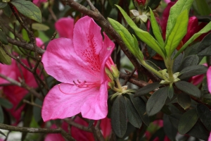 露臺的杜鵑花開了