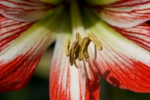花圃隨拍by百微