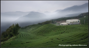 春到。八卦茶園。火金菇@毒魔兔