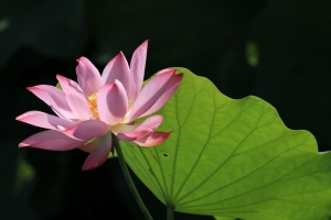 心 荷