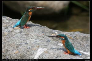 EF 400mm f5.6-小翠夫妻檔