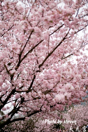 擠到爆炸的天元宮櫻花