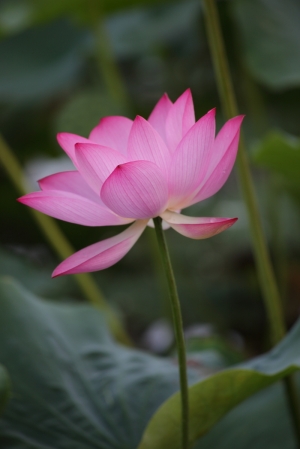 台北植物園荷花