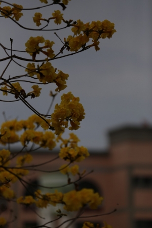 校園一角-黃鈴木、黑板樹