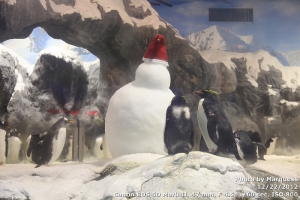 海生館內過聖誕節的企鵝
