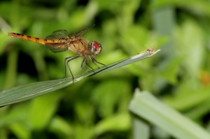 褐基蜻蜓 Urothemis signata yiei Asahina, 1972