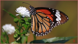 台中Wang~~自然隨拍……生態在通宵