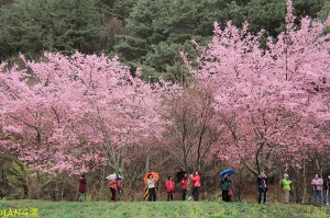 2011武陵‧櫻花‧雨