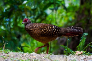 雪山行之藍腹鷴(2)