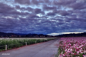 新社花海槓龜行