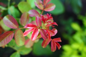 小花幾朵