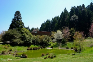 2014 梅峰農場賞桃花