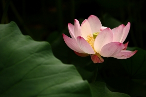 荷~出淤泥而不染 一張流