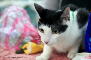 台北市流浪貓保護協會 送養活動 by NGO會館