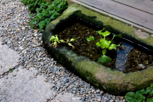 屬於大人的口味-抹茶