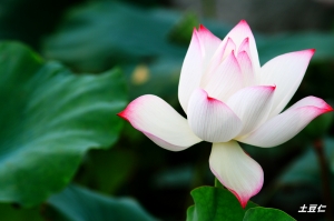 馬興荷