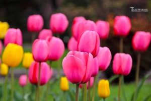 七夕情人節快樂~13種我愛妳