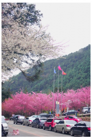 武陵賞櫻-戀戀雪粉佳人