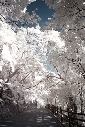 陽明山IR