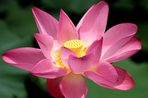 中興新村 荷花 (2014-06-11)